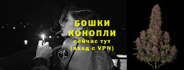индика Ельня
